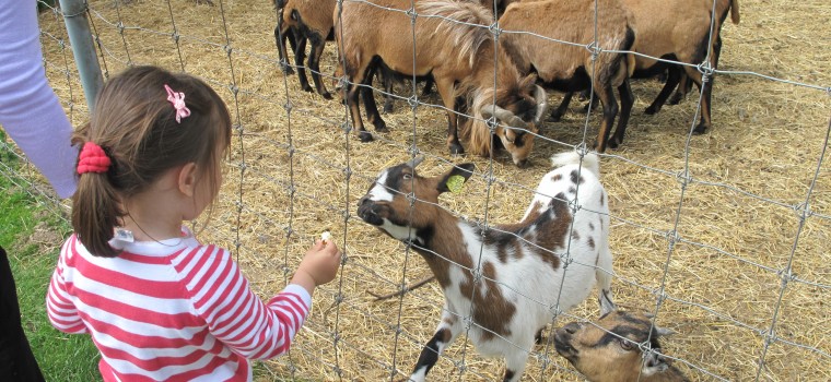 young girl feeding goats at a petting zoo